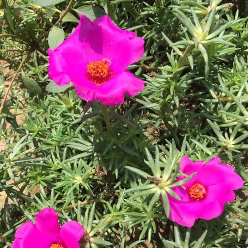 rosa Portulaca exterior de interior trepadoras variedades orgánicas tradicionales invernadero interior Cubresuelos resistentes 320semillas
