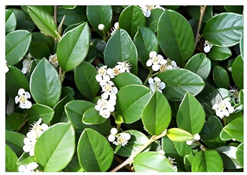Stauden Gänge 1 x Cotoneaster dammeri 'Radicans' Teppichmispel winterhart | Immergrüner Bodendecker mit roten Beeren für Sonne bis Halbschatten, mehrjährig, winterhart, robust, 9x9 cm Topf