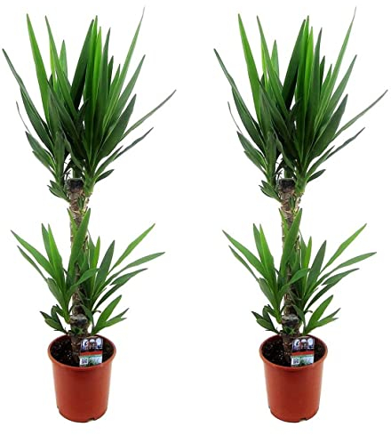 Plant in a Box - Yucca Elephantipes -2er Set - Palmlilie - Palme zimmerpflanze groß - Topf 17cm - Höhe 70-80cm