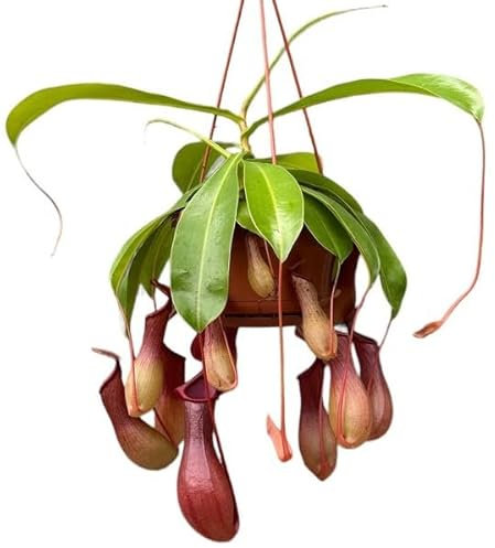 Planta Jarras de Mono o Copas de Simio Grande Planta Nepenthes Carnívora