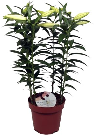 Lilium Planta Ornamental con Flores Perfecta para Interior y Exterior