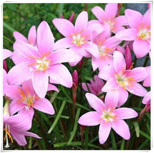 Bulbi di Zephyranthes | Luminoso, Fresco, Elegante, Tenero,Naturale-10 bulbi
