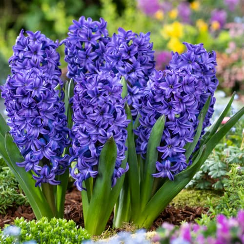 Plant in a Box - Hyacinthus Blue Trophy - 25x Bulbi Giacinti Rustici - Bulbi a Fioritura Precoce per il Giardino