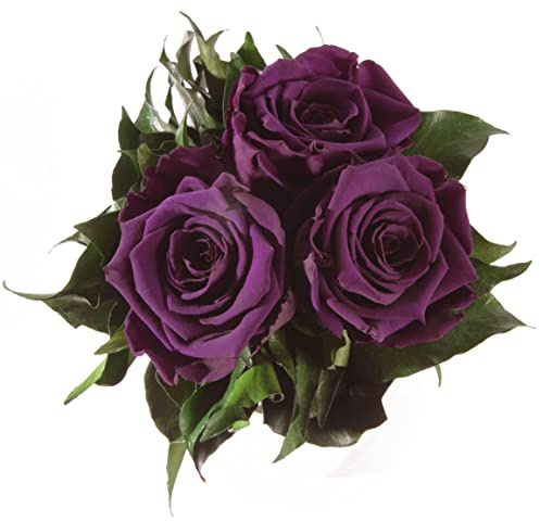 ROSEMARIE SCHULZ Heidelberg Infinity Blumenstrauß echte konservierte Rosen Lange haltbar bis zu 3 Jahre (3 Rosen, Dunkelviolett)