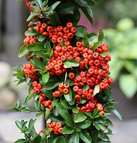 Feuerdorn Saphyr Rouge 60-80cm - Pyracantha - lebende Pflanzen aus der Baumschule
