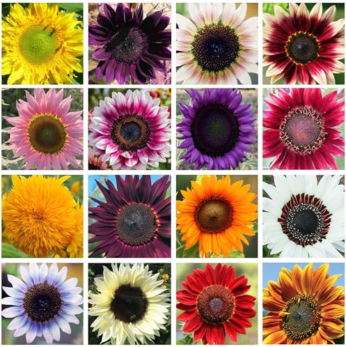 200+ Sunflower Seeds Mix - 15+ Varieties Heirloom, Non-GMO Bulk Pack for Indoor Outdoor Gardens Perennial