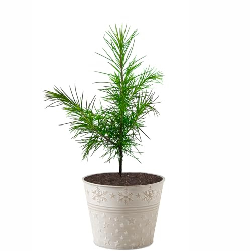 Seedeo® Himalaja Zeder (Cedrus deodara) Pflanze 2 Jahre Geschenkedition Topf mit Sternen