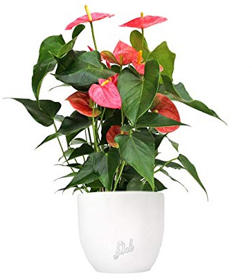 Anthurium Rosa Altezza 45 cm, Pianta Vera, Pianta da Interno, Vaso Artigianale in Terracotta - Bianco Perlato