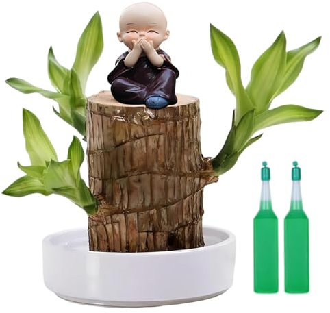 Brazil Lucky Wood with Monk Statues,Brazilian Wood Plant,Brazilian Lucky Wood Plant with Pot,Lucky Bam/boo Plant Indoor,Hydroponic Potted Plant Stump Mini Plant,Lucky Brazil Wood Potted Plant