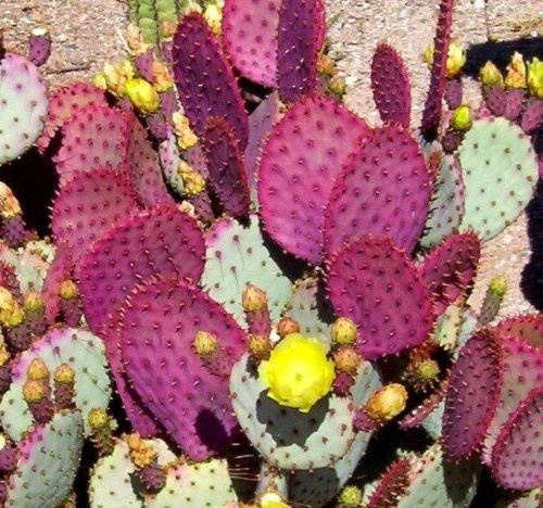 Opuntia violacea v. Santa Rita 10 seedsFruit è commestibile cactus viola C52