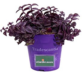 Pianta di Tradescantia Purple Passion Pianta di Erba Misera pianta di Tradescantia a foglie porpora pianta ornamentale fiorita pianta vera venduta da eGarden.store