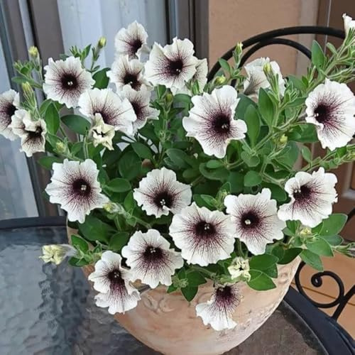 semillas de petunia colgando Balcón, resistentes petunia petunia de silvestres, lecho elevado 1200pcs