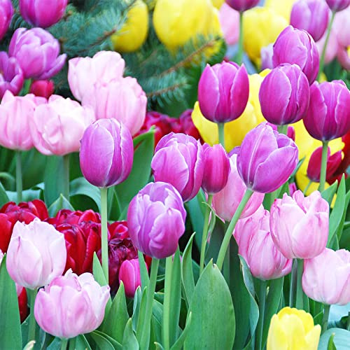 Bulbi misti Bulbi da giardino di tulipani Decorazione-15 Bulbis E Seeds ONLY