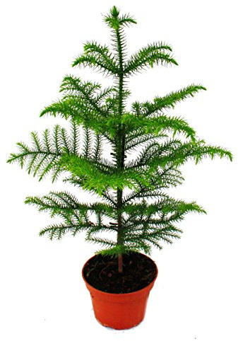 Norfolk tree - Araucaria heterophylla - 15cm pot - about 40-50cm high