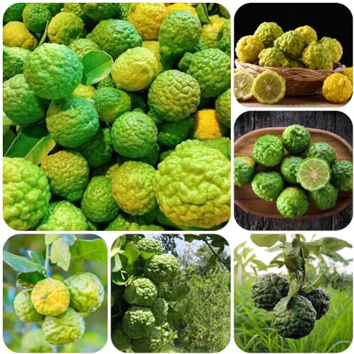 Semi di tiglio, Gli da nani sono resistenti Citrus hystrix, semi di resistenti 150pcs