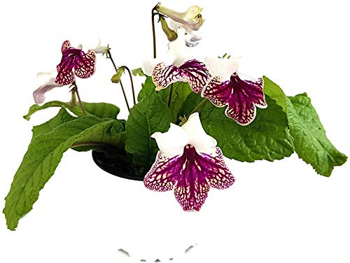 Fangblatt - Streptocarpus dunkelroter Schneesturm - afrikanisches Veilchen – Drehfrucht mit zarten Blüten – eine duftende und exotische Zierpflanze