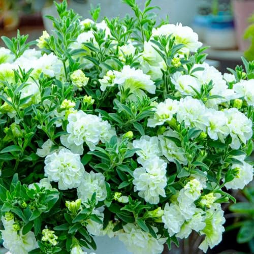 semillas de petunia - trepadoras resistentes perennes jardín 1000pcs