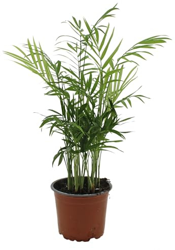 Bergpalme 30 cm – Chamaedorea Elegans Zimmerpflanze | Pflegeleicht, Luftreinigend & Dekorativ für Zuhause und Büro