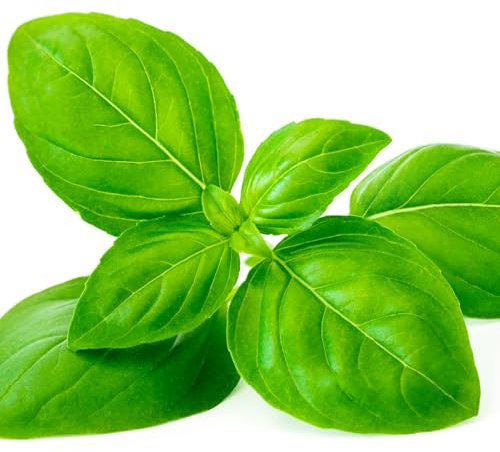 Herb Plants - Basil 'Sweet Genovese' - 3 x Full Plants in 9cm Pots - Basil Plants - Premium Quality Herbs