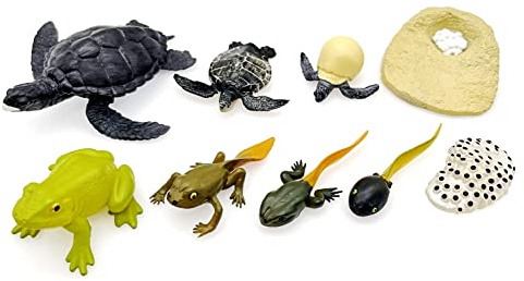 JZK 2 Phasen Zyklus-Figuren eines Frosches und Meeresschildkröten-Lebensmodelle, Spiel Lebenszyklus Kaulquappen, frühzeitige Bildung