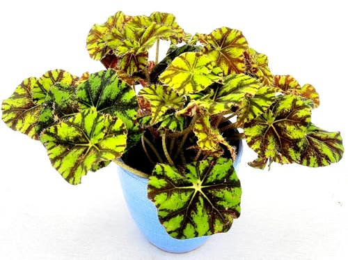 POWERS TO FLOWERS - BEGONIA REX TIGER IN VASO CERAMICA AZZURRO, VASO 13CM DIAMETRO, pianta vera
