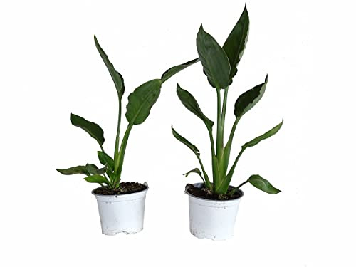 Strelitzia Augusta | Pack 2 Plantas | Ave del Paraíso | Strelitzia Alba | Plantas Naturales para Terraza y Jardín
