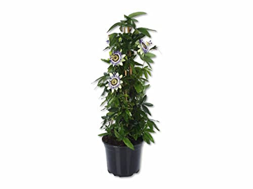 DECOALIVE Planta de Pasiflora Viva Planta Trepadora Passiflora Caerulea