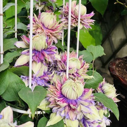 5zwiebeln clematis blumenzwiebeln kletterpflanzen mehrjährig winterhart winterharte kübelpflanzen frühlingsblumen, minigarten bodendecker