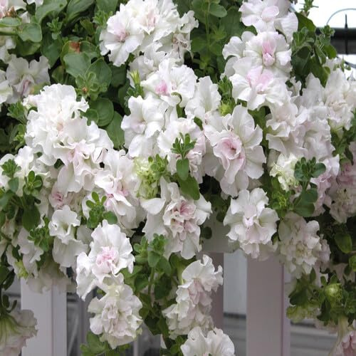 100 piezas de semillas de petunia rellenas blancas