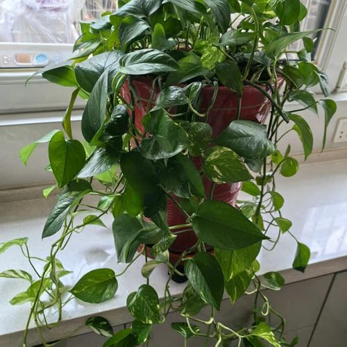 semi di pothos - resistenti in vaso d'appartamento balcone con serra biologiche giardino interno rampicanti varietà antiche interno giardino 100pcs