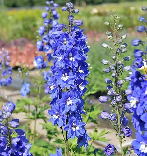 Rittersporn Blue Bird - Delphinium pacific - lebende Gartenpflanze aus den Baumschulen