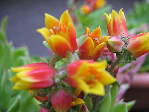 Portal Cool Echeveria Elegans Messicano Bola de nieve Pianta grassa