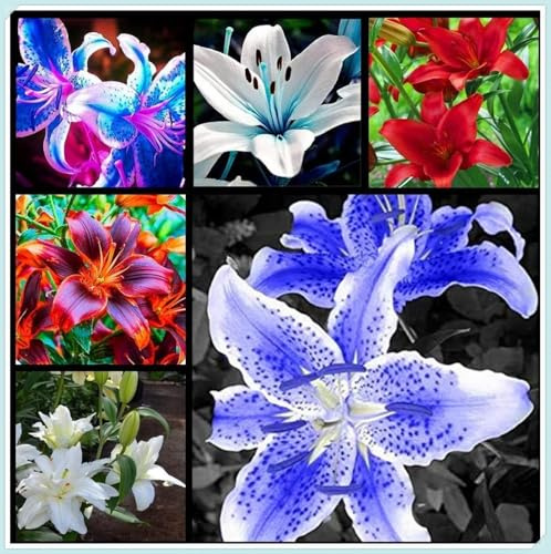 Lilium tuberi mix di cipolle,gigli in vaso,cipolle perenni,decorativi,grazia,gigli a cipolle resistenti all'inverno,ottima decorazione-4pezzo-F