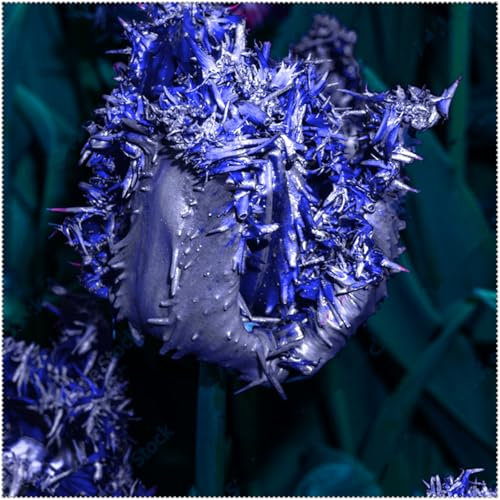 Premium Tulip Bulbs – Stunning Large Blooms, Simple to Grow – Perfect for Indoor Decor, Gifts & Holiday Displays-4 Bulbs-B