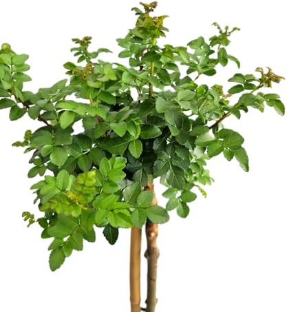 Kugel Esche Fraxinus Grüne Kugel Hochstamm 40-60 cm winterhart Freilandaufzucht