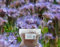 Phacelia Graines d'engrais vert pour abeilles 2 kg