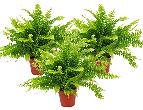 Nephrolepis, jeu de 3 fougères sabres 12cm