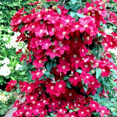 Red Clematis Vine Plant Live for Planting, Red Velvet Clematis Plant Live in 2.5 Inches Pot, Clematis Flowers Perennial
