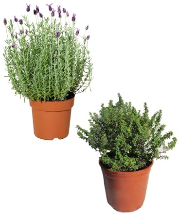 Set Plantas Aromáticas: Tomillo y Lavanda - Hierbas Naturales