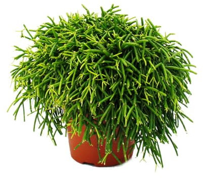 Exotenherz Rhipsalis baccifera Oasis - Korallenkaktus - im 12cm Topf - sukkulente Zimmerpflanze