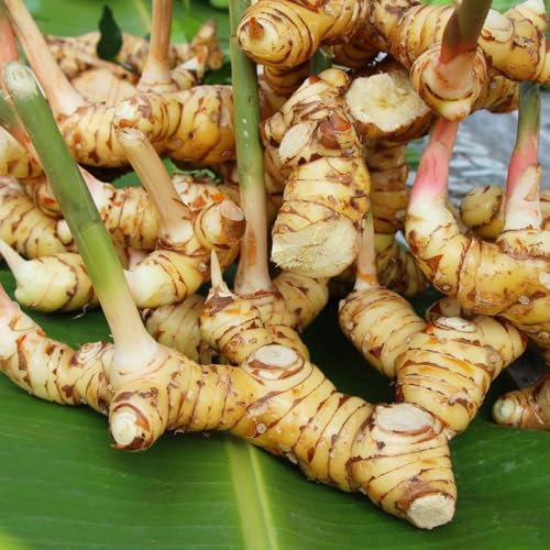 Semillas frescas de galanga balcón de invernadero, ndo de galanga de medicinales, balcón, 85pcs