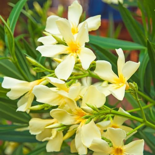 oleander wildblumen balkonblumen topfpflanzen echt biosaatgut indoor kräutergarten bonsai topf kletterpflanze büropflanzen sommerblumen pflanzendeko exotische zimmerpflanzen 30samen