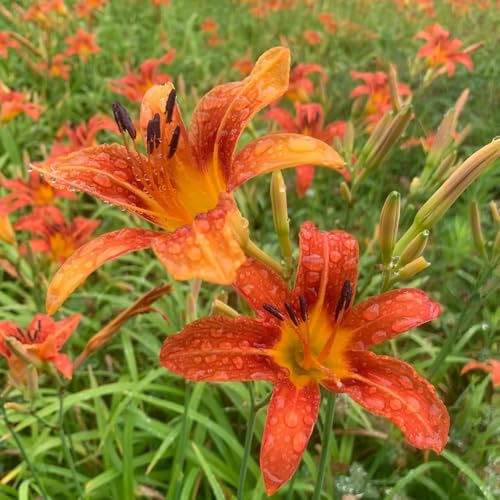 Taglilien, Hemerocallis fulva zierblumen für sonnige plätze wiesensaatgut garten geschenk topfpflanzen draußen winterhart balkonpflanzen ausgefallene geschenke herbst deko winterharte 100samen