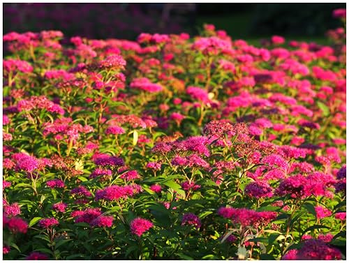 Stauden Gänge 10 x Spiraea japonica 'Anthony Waterer' Rote Sommerspiere | Rote Heckenpflanze für Sonne bis Halbschatten, Blüte Juli bis September, mehrjährig, schnittverträglich, 9x9 cm Topf