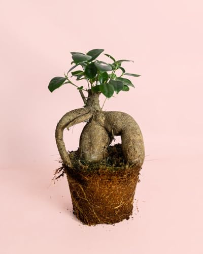 PUR PLANT Ficus Ginseng L | Planta Natural Tipo Bonsái de Interior | Ficus Tropical Decorativo | Maceta Ø12 cm aprox.