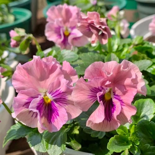 semi resistenti viola del pensiero - perenne, decorazione autunnale di viola del pensiero, aiuola, esotiche resistenti 100pcs