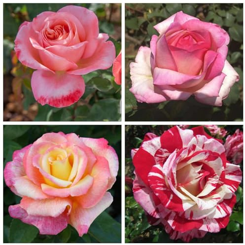 Rosas híbridas/rosas/rizomas/resistentes/ornamentales/de jardín/en maceta/de interior/fáciles de cuidar-1 PCS-J