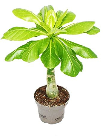 Hawaii-Palm - Brighamia insignis