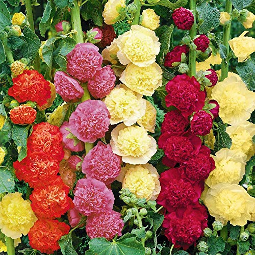 CEMEHA SEEDS - Seeds Hollyhock Double Mix Annual Mallow Flowers for Planting