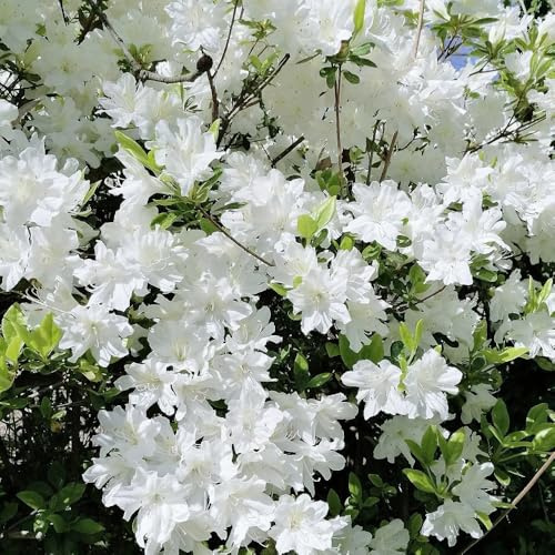 semillas de rododendro - azalea - trepadoras resistentes, orgánicas, para balcón, azalea de silvestres, arbustos 125pcs